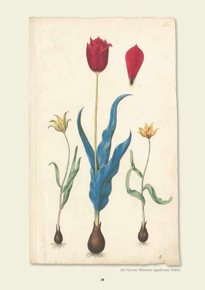 Van Hortus & tulp - Wandeling door 435 jaar Leidse Hortus