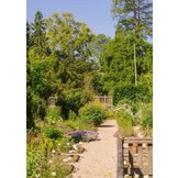 Van Hortus & tulp - Wandeling door 435 jaar Leidse Hortus