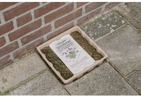 Flip the City Schmetterling Entengrütze-Gehwegplatt