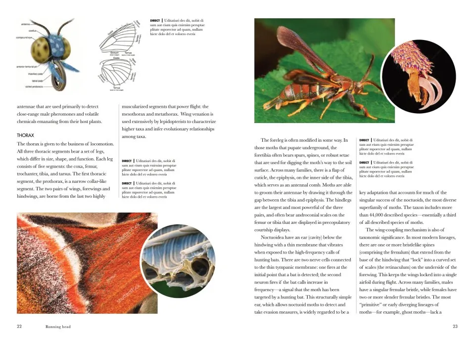 Moths of the World - A Natural History