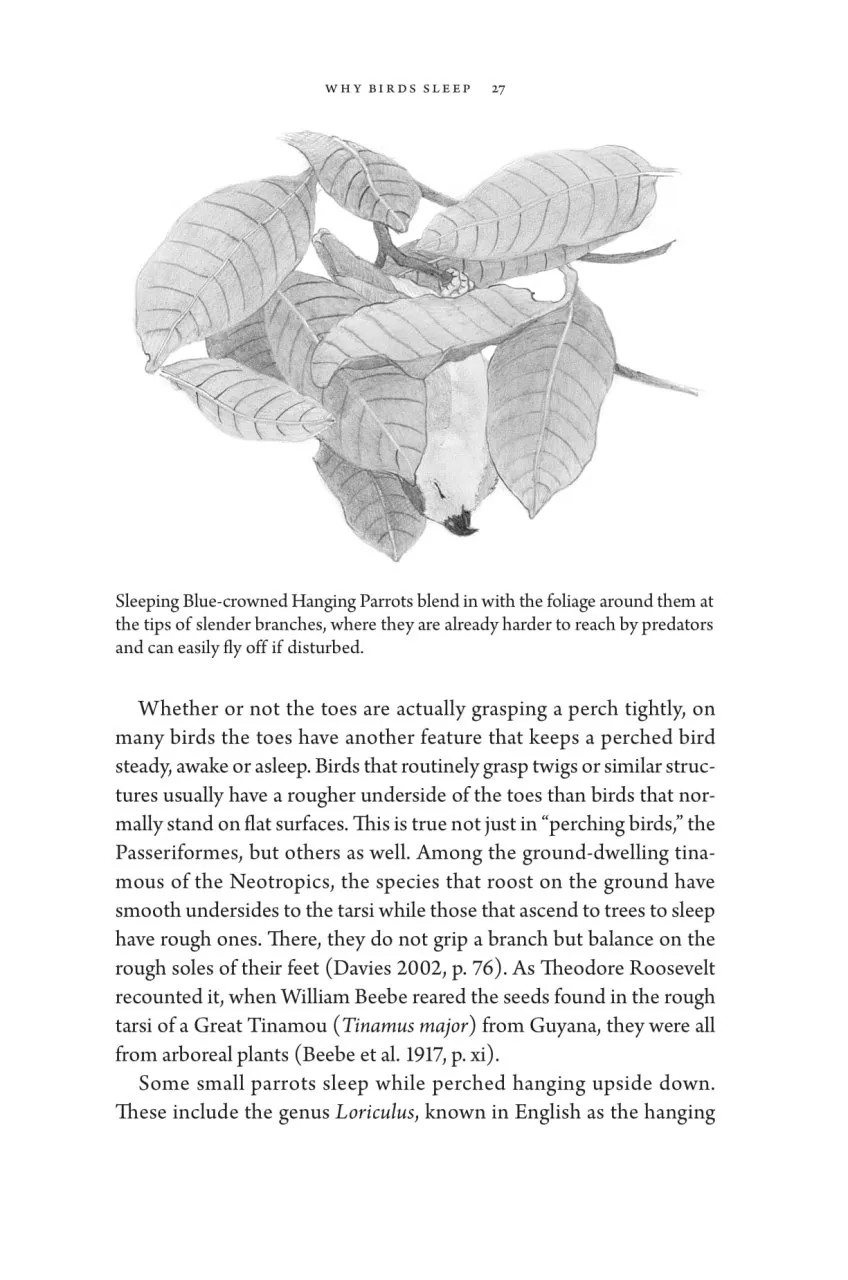 Birds at Rest - The Behavior and Ecology of Avian Sleep