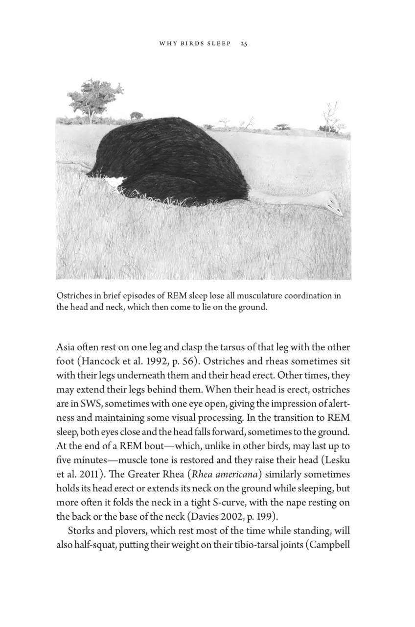 Birds at Rest - The Behavior and Ecology of Avian Sleep