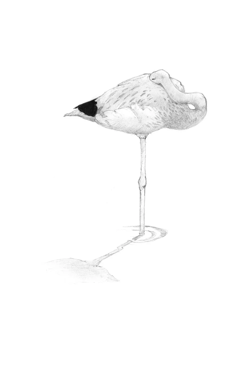 Birds at Rest - The Behavior and Ecology of Avian Sleep