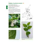 Identification Guide to the Non-Native Invasive Plants of Britain and Ireland