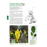 Identification Guide to the Non-Native Invasive Plants of Britain and Ireland