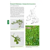 Identification Guide to the Non-Native Invasive Plants of Britain and Ireland