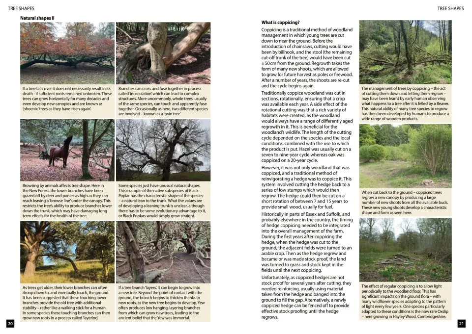 Trees of Britain and Ireland