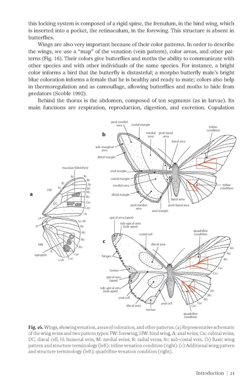 Butterflies and Moths of Costa Rica