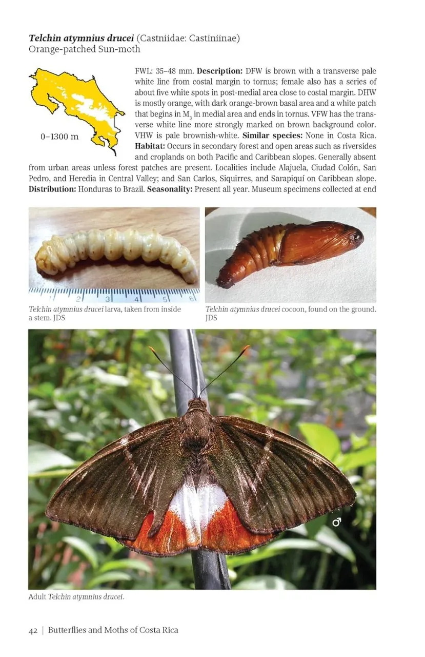 Butterflies and Moths of Costa Rica