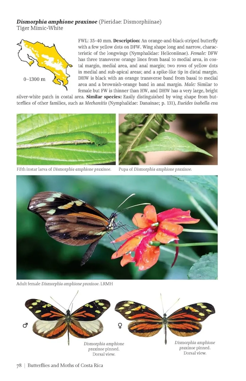 Butterflies and Moths of Costa Rica