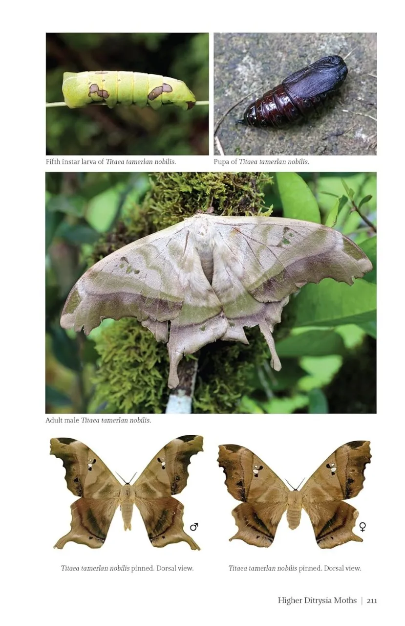 Butterflies and Moths of Costa Rica