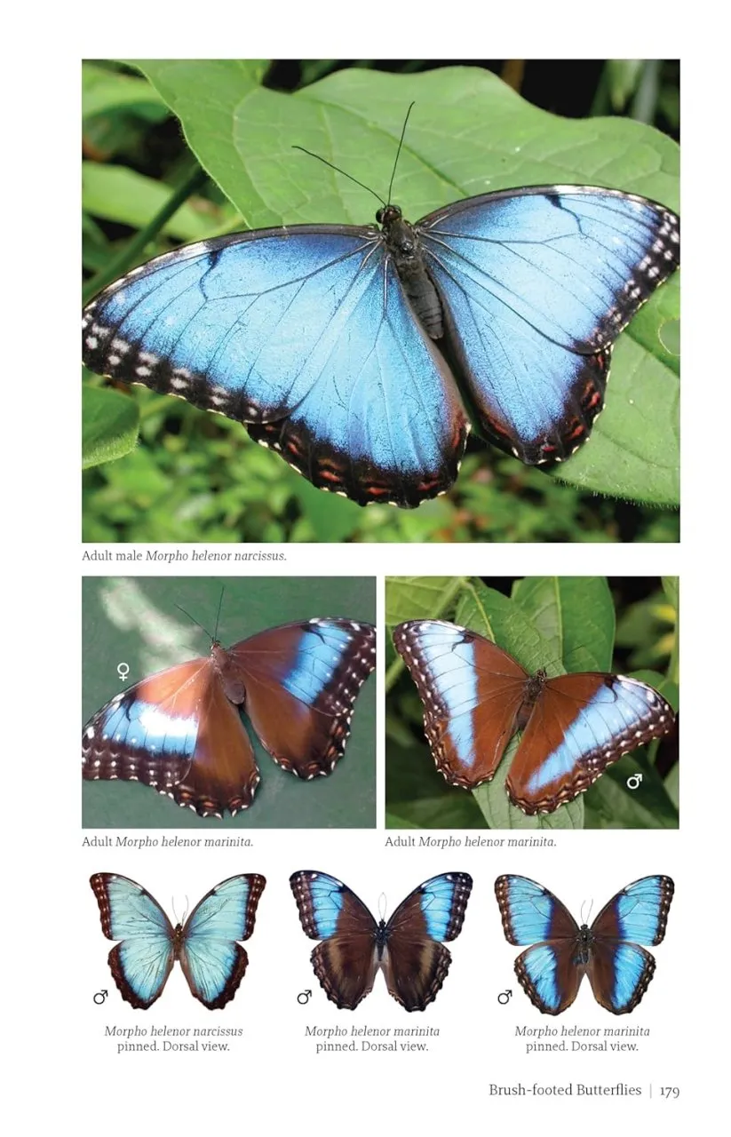 Butterflies and Moths of Costa Rica