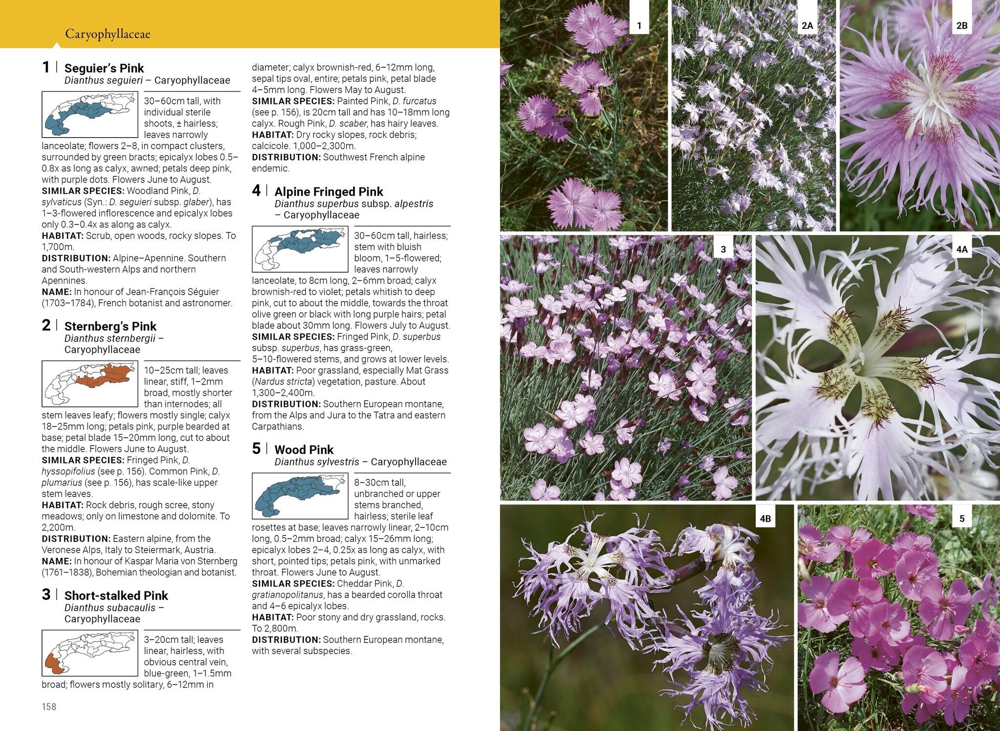 Alpine Flowers - The Complete Field Guide