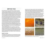 Field Guide to British Fish - Freshwater and Marine