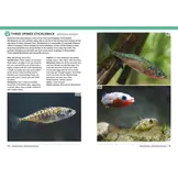 Field Guide to British Fish - Freshwater and Marine