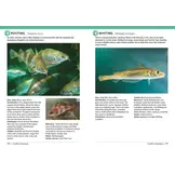 Field Guide to British Fish - Freshwater and Marine