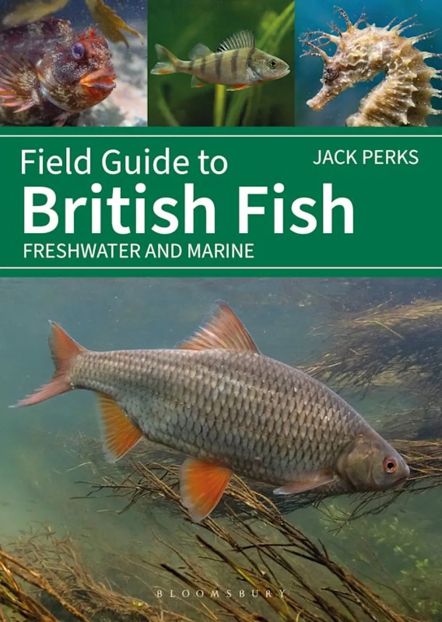 Field Guide to British Fish - Freshwater and Marine