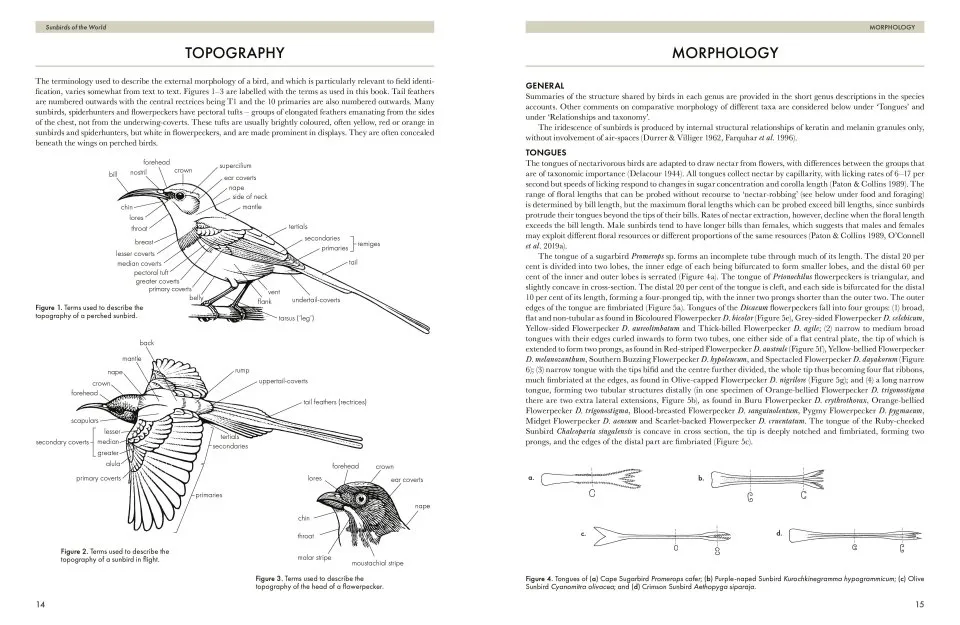 Sunbirds of the World - Sunbirds, Flowerpeckers, Spiderhunters & Sugarbirds