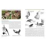 Sunbirds of the World - Sunbirds, Flowerpeckers, Spiderhunters & Sugarbirds