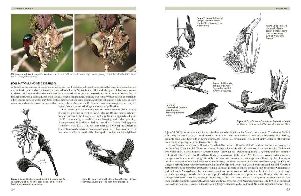 Sunbirds of the World - Sunbirds, Flowerpeckers, Spiderhunters & Sugarbirds