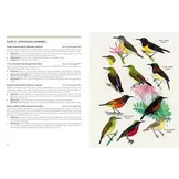 Sunbirds of the World - Sunbirds, Flowerpeckers, Spiderhunters & Sugarbirds