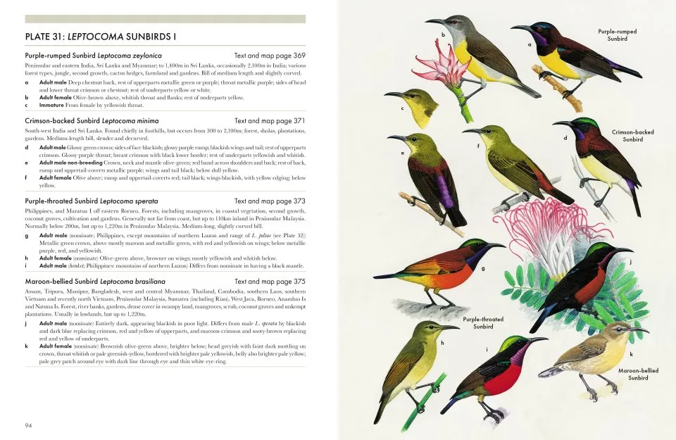 Sunbirds of the World - Sunbirds, Flowerpeckers, Spiderhunters & Sugarbirds