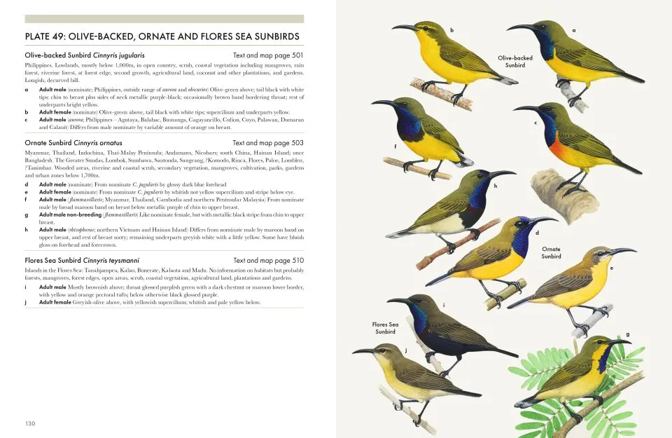 Sunbirds of the World - Sunbirds, Flowerpeckers, Spiderhunters & Sugarbirds