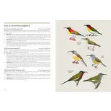 Sunbirds of the World - Sunbirds, Flowerpeckers, Spiderhunters & Sugarbirds