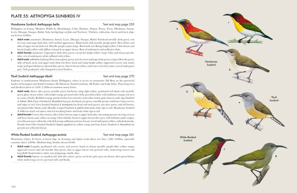 Sunbirds of the World - Sunbirds, Flowerpeckers, Spiderhunters & Sugarbirds