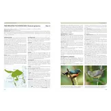 Sunbirds of the World - Sunbirds, Flowerpeckers, Spiderhunters & Sugarbirds