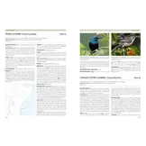 Sunbirds of the World - Sunbirds, Flowerpeckers, Spiderhunters & Sugarbirds