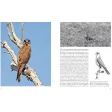 Australian Falcons - The secret lives of our fastest birds of prey