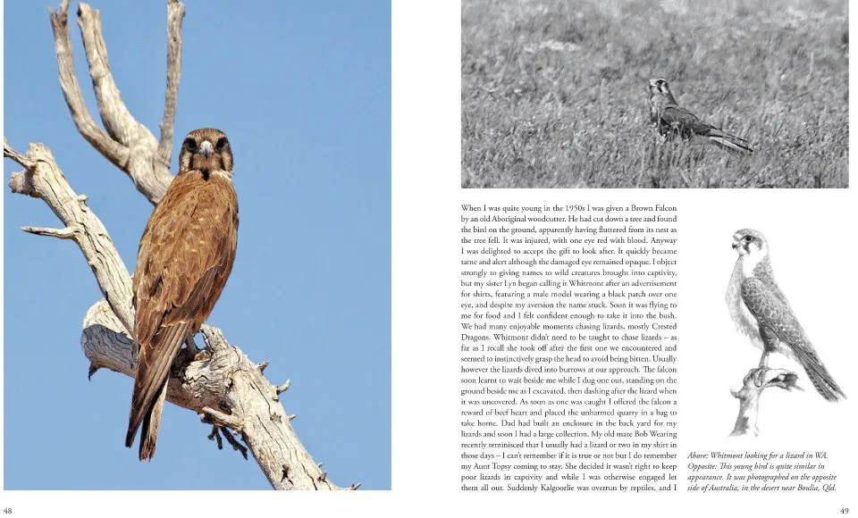 Australian Falcons - The secret lives of our fastest birds of prey