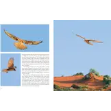 Australian Falcons - The secret lives of our fastest birds of prey