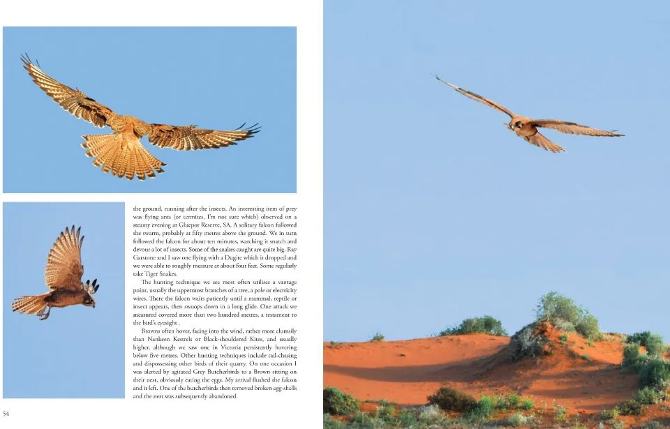Australian Falcons - The secret lives of our fastest birds of prey