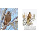 Australian Falcons - The secret lives of our fastest birds of prey