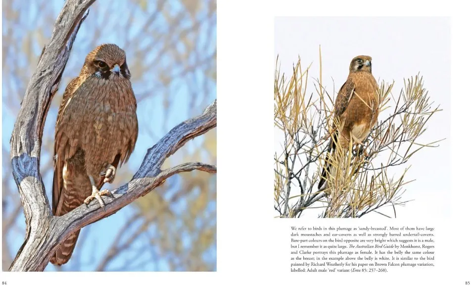 Australian Falcons - The secret lives of our fastest birds of prey