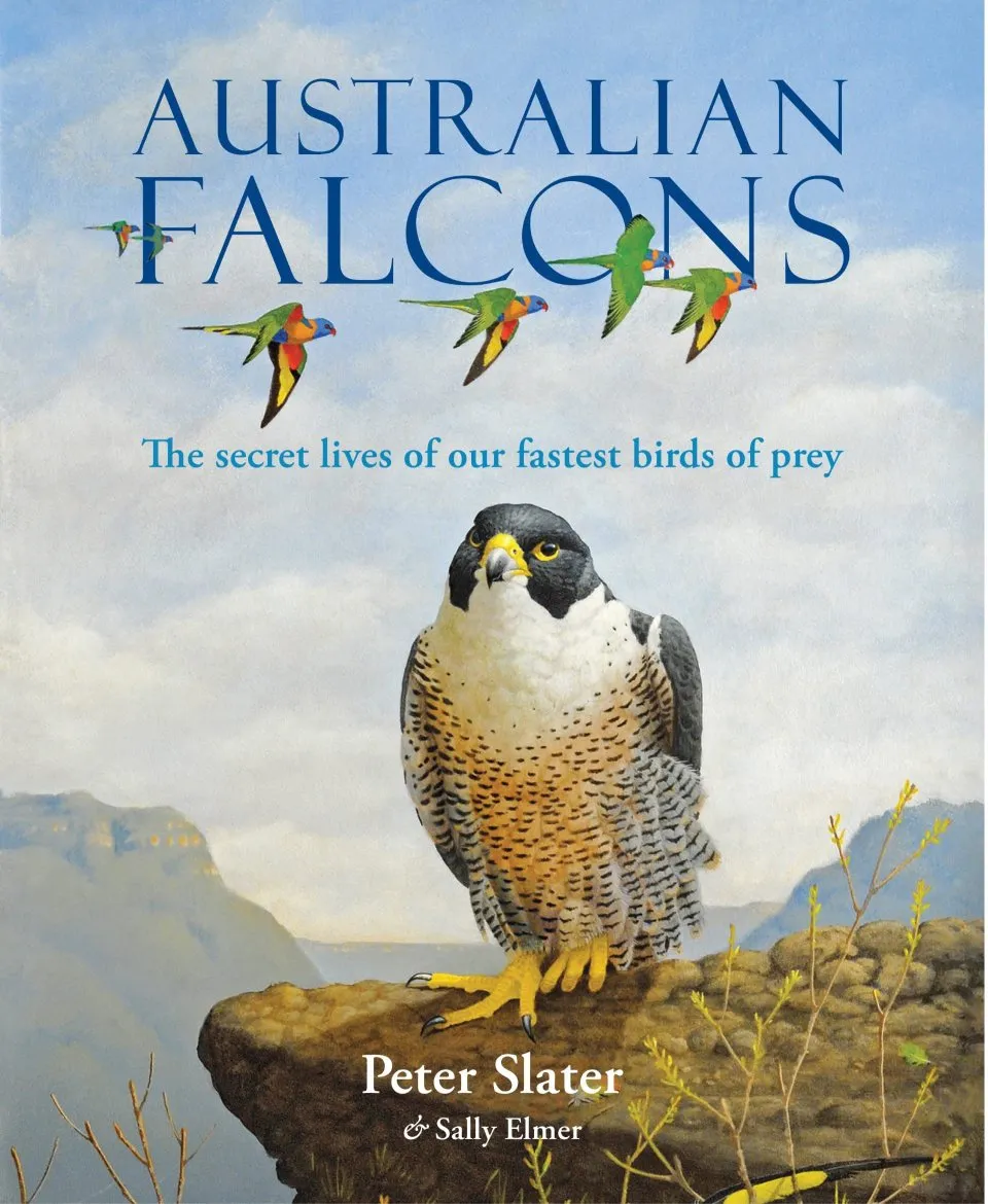 Australian Falcons - The secret lives of our fastest birds of prey