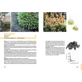 Moose der Schweiz - Artenporträts und Bestimmungsschlüssel