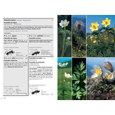 Flora Helvetica - Flore Illustrée de Suisse