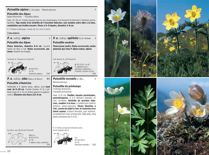 Flora Helvetica - Flore Illustrée de Suisse