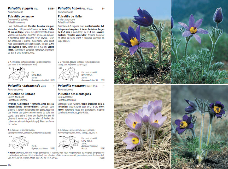 Flora Helvetica - Flore Illustrée de Suisse
