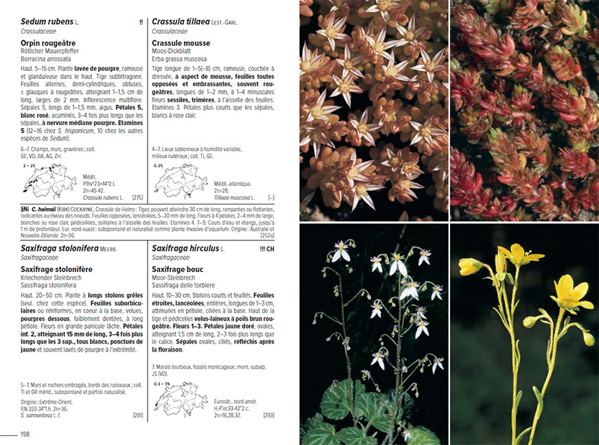Flora Helvetica - Flore Illustrée de Suisse