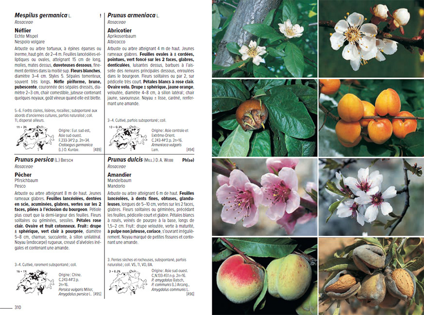 Flora Helvetica - Flore Illustrée de Suisse