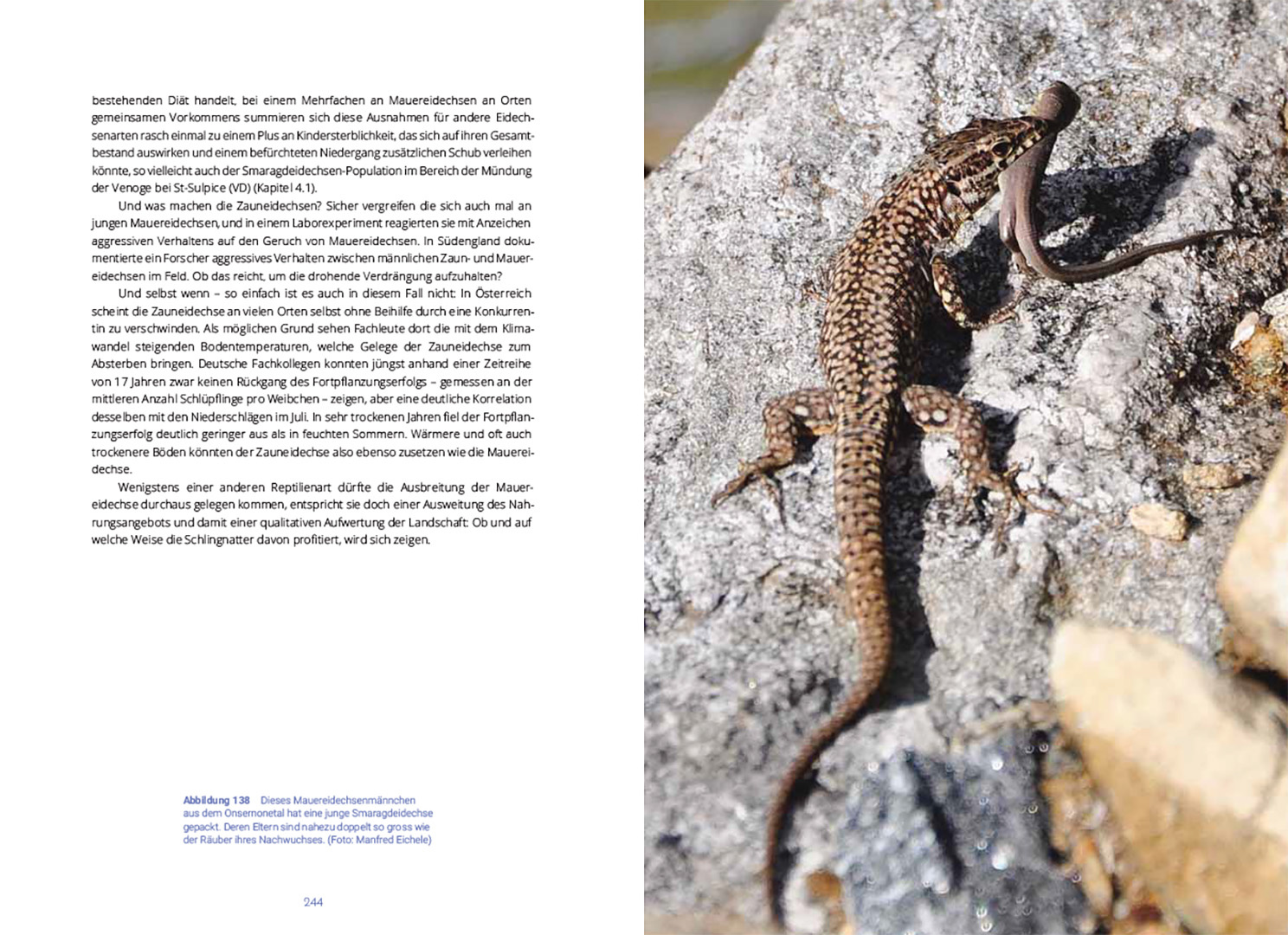 Reptilien in der Schweiz - Wie sie leben und was wir über sie wissen