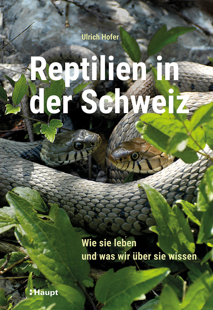 Reptilien in der Schweiz - Wie sie leben und was wir über sie wissen
