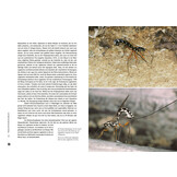 Schlupfwespen - Ihre geheimnisvolle Welt beobachten und verstehen