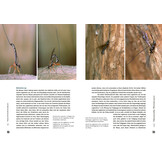 Schlupfwespen - Ihre geheimnisvolle Welt beobachten und verstehen