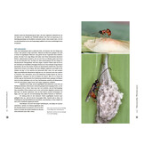 Schlupfwespen - Ihre geheimnisvolle Welt beobachten und verstehen