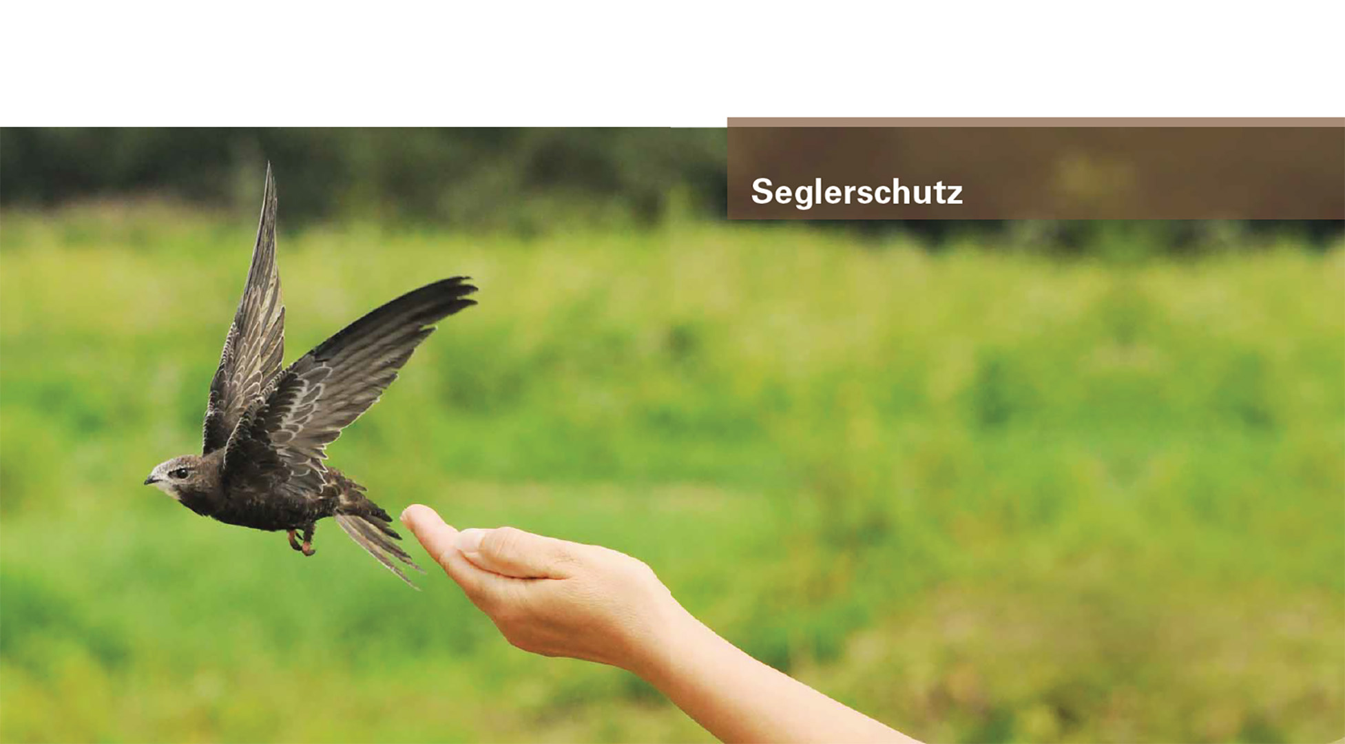 Mauer- und Alpensegler - Flugakrobaten ohne Grenzen
